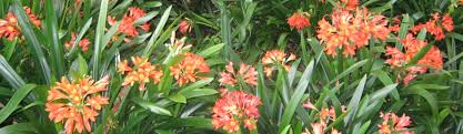 And many can be trained to grow in other ways, as shrubs, standards or ground covers, just as an example. Exotic Flowers Climbers The Trees Flowers Of Whangarei