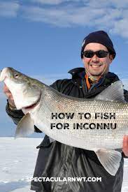 How To Fish For Inconnu Fish Northwest Territories North America