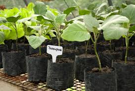 Resultado de imagen para berenjena vision