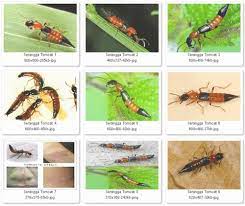 Sebaliknya, ia merembeskan sejenis cecair berbisa yang dikatakan lebih berbisa daripada ular tedung. 13 Cara Elak Mencegah Serangan Semut Charlie