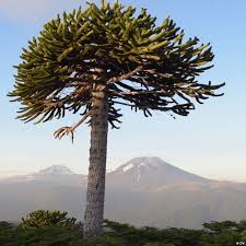 Image result for Arauk rie Araucaria