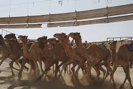 Shipping cost depends on origin, destination, service, package weight, and other considerations. Visiting The Camel Races 2021 Edition 2 48am Everything Kuwait