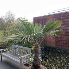 Mit der chinesischen hanfpalme können wir ihnen eine der robustesten und frosthärtesten palmen weltweit vorstellen. Trachycarpus Fortunei