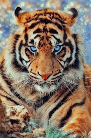 You Re In The Right Place For Animals Drawings Here Are Animals Photography Is Tiger Pictures Big Cats Photography Animals Beautiful