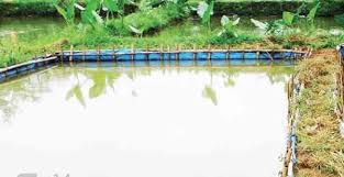 Mengatur Ketinggian Air Kolam Nila Artikel Pertanian Terbaru Berita Pertanian Terbaru