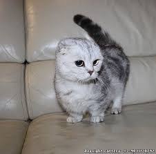 Munchkin Cat Scottish Fold Google Search Munchkin Cat Scottish Fold Cat Scottish Fold Munchkin Cat