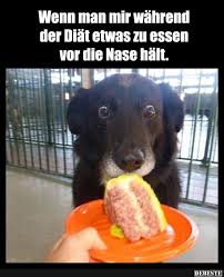 Wenn Man Mir Wahrend Der Diat Etwas Zu Essen Vor Die Nase Halt Lustige Bilder Von Tieren Susseste Haustiere Hund Funnies