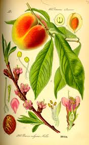 Growing bonfire patio peach trees. Peach Wikipedia