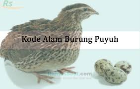 Mulai dari erek erek hewan, tumbuhan, benda, alat, kejadian, kegiatan. Kode Alam Burung Puyuh 2d 3d 4d Menurut Erek Erek Primbon