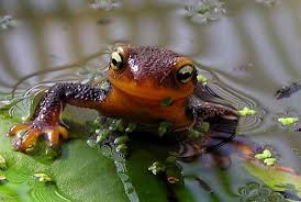 Image result for california newts