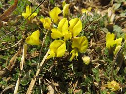 Image result for Teedia lucida