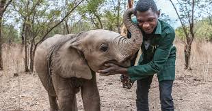 (often called as abedi pele's nania accra f.c.) is a ghanaian professional football club based in legon, greater accra. Dna Results Reveal Orphaned Elephant S Family Herd Ifaw