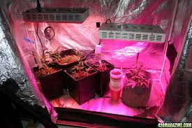 We did not find results for: Cultivation The 4x4 Grow Tent Club Thread Starterbatcave Start Datedec 21 2012 1 83 Next Dec 21 2012 1 B Batcave New Me Grow Tent Led Grow Lights Led Grow