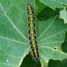 What kind of caterpillar is black and white? Butterfly Conservation Sussex Branch