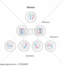 Simple animal cell black and white. Meiosis Cell Division Vector Photo Free Trial Bigstock