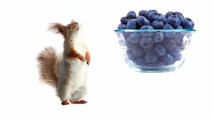 Chipmunks are omnivorous animals, therefore it will not be difficult to feed these rodents. Can Squirrels Eat Blueberries Toxic Or Safe