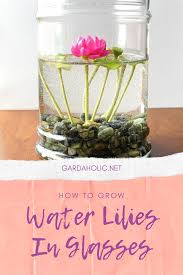 Learn how to plant water lilies in a pond with help from the pond department manager at a nurs. How To Grow Water Lilies In Glasses Gardaholic Net