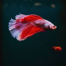 I have a japanese fighter fish(beta). The Truth About Betta Fish Read This Before You Buy One Livekindly