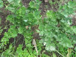 Image result for Apium graveolens