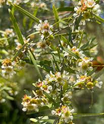 Image result for Leptospermum petersonii