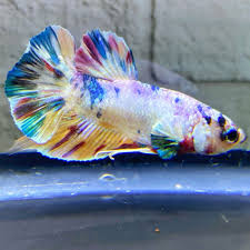 Maybe you would like to learn more about one of these? Ikan Cupang Nemo Candy Multicolor Dominan Putih 4 Bulan Terbaru Agustus 2021 Harga Murah Kualitas Terjamin Blibli