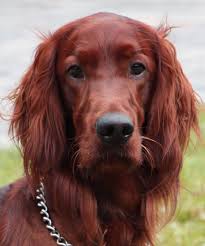 Irish Setter Zain Irish Setter Sporting Dogs Red Dog