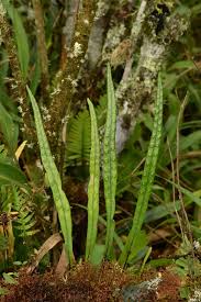 Image result for Pleopeltis macrocarpa