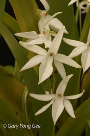 Image result for Jumellea walleri