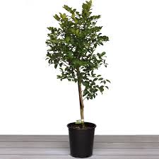 The key lime tree is a vigorous tropical plant that produces all year long. Alder Oak Mexican Key Lime Tree Semi Dwarf Costco