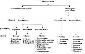 Classification Of Angiosperms Explained With Diagram