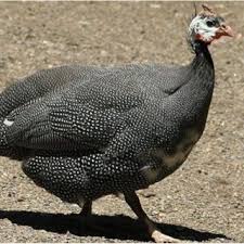 Croatia vs armenia match betting. Anatomy And Histomorphology Of Thyroid Parathyroid And Ultimobranchial Glands In Guinea Fowl Numida Meleagris