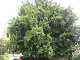 Image result for Elaeodendron croceum