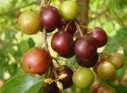 Pohon buah ini umumnya tumbuh di daerah sumatera. Si Langka Buah Rukam Yang Berkhasiat Bibitbunga Com