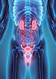 Image result for Urelytrum