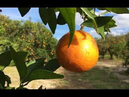 Florida orange groves is a winery in south pasadena, florida. Florida Travel Visit A Citrus Grove Mixon Fruit Farms Youtube