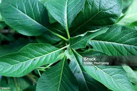 Image result for Vernonia amygdalina
