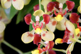 Image result for Ozoroa gomesiana