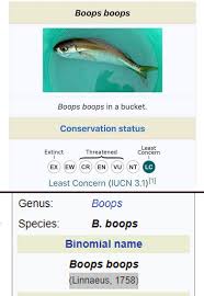 Image result for Boops boops