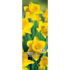 Cheerful, colorful flowers welcome the arrival of spring. Yellow Tall Daffodil Flower Bulb Diy At B Q