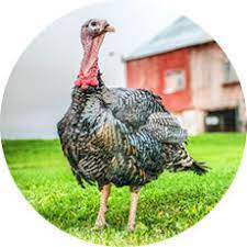 The orlopp bronze is a large breasted turkey of exceptional quality. Hatching Eggs Turkey
