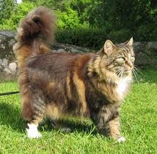 Maine Coon Vs Norwegian Forest Cat Petskb