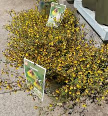 Image result for Hermannia parvula