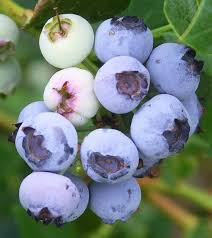 Image result for Vaccinium