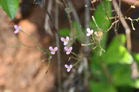 Image result for Canscora diffusa