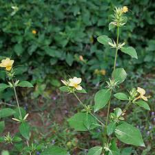 Image result for Barleria holubii