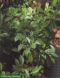 Image result for Landolphia ligustrifolia