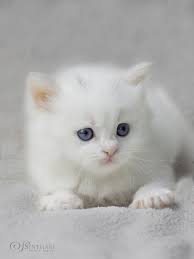 Babykatzen, katzen und süße katzenbabys kaufen oder baby katze weiß kleinanzeigen aus katzen & katzenbabys kaufen, verkaufen & zu. Floris Ist Ein 4 Wochen Altes Deutsch Langhaarkaterchen Baby Katzen Katzen Katzenbabys