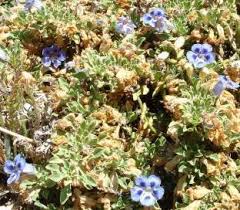 Image result for Aptosimum procumbens
