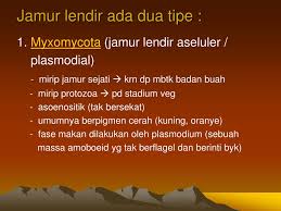 Fase Vegetatif Jamur Lendir Yang Dapat Bergerak Seperti Amoeba Disebut Sebutkan Itu