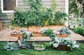 Maybe you would like to learn more about one of these? The Best Way To Start A Victory Garden During The Pandemic Gardenary